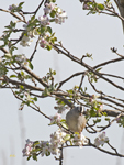 White crowned Sparrow